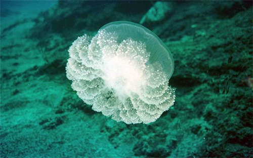 深海生物为什么透明,深海压力那么大